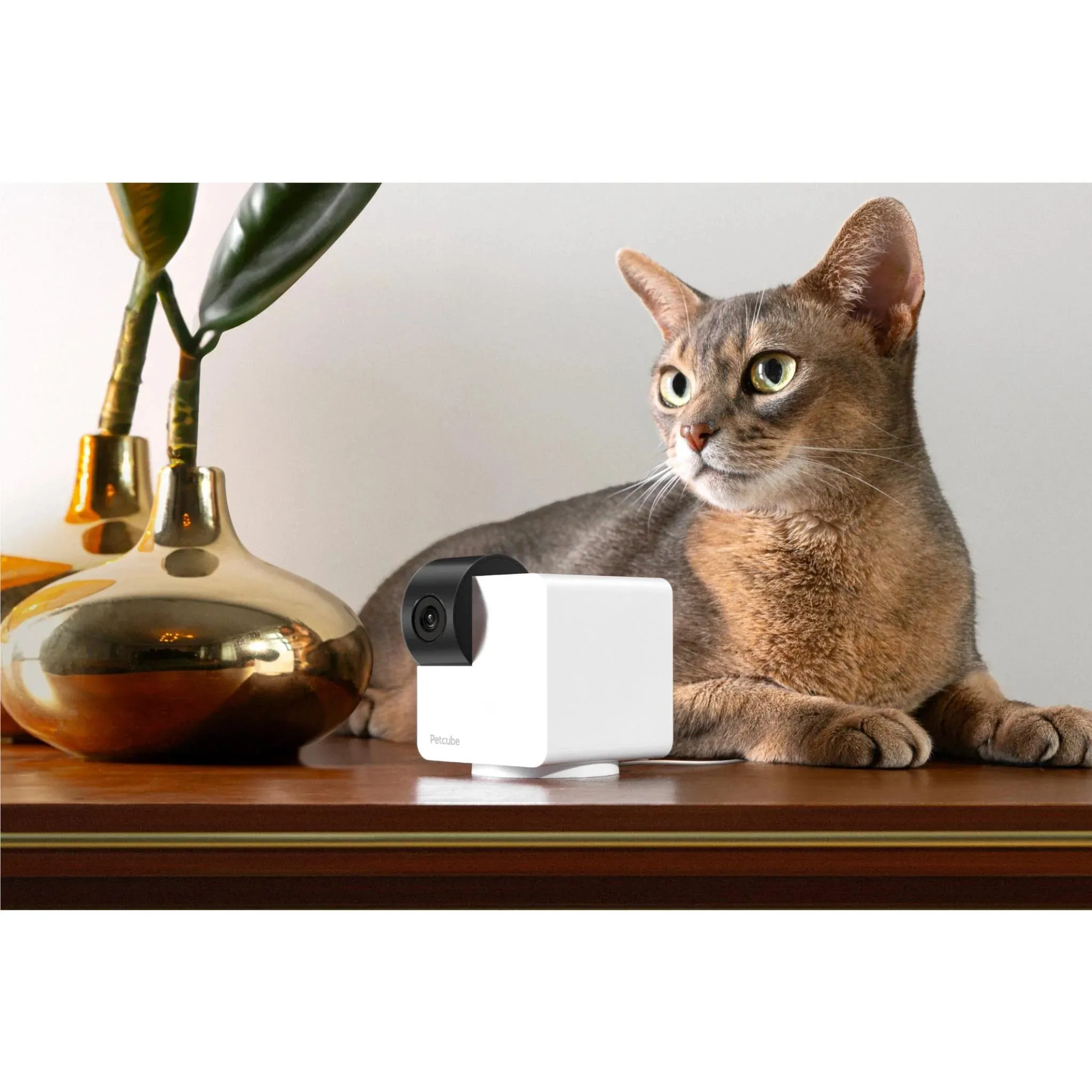 PetCube Pet Cam 360